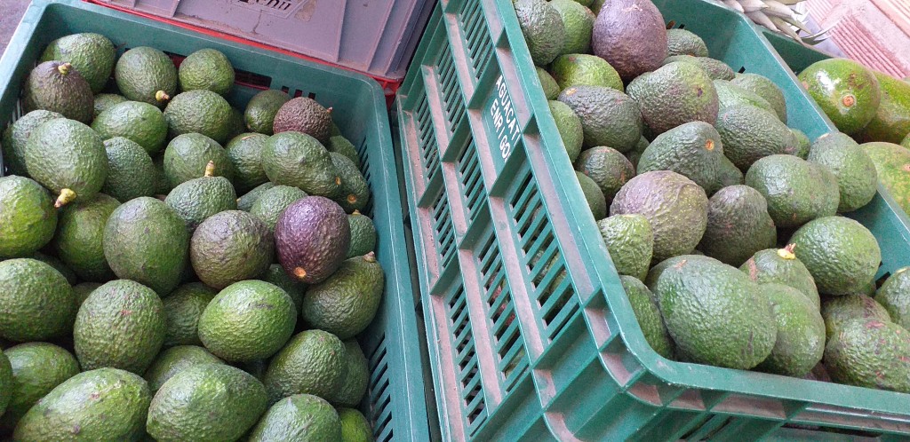 Aguacate hass