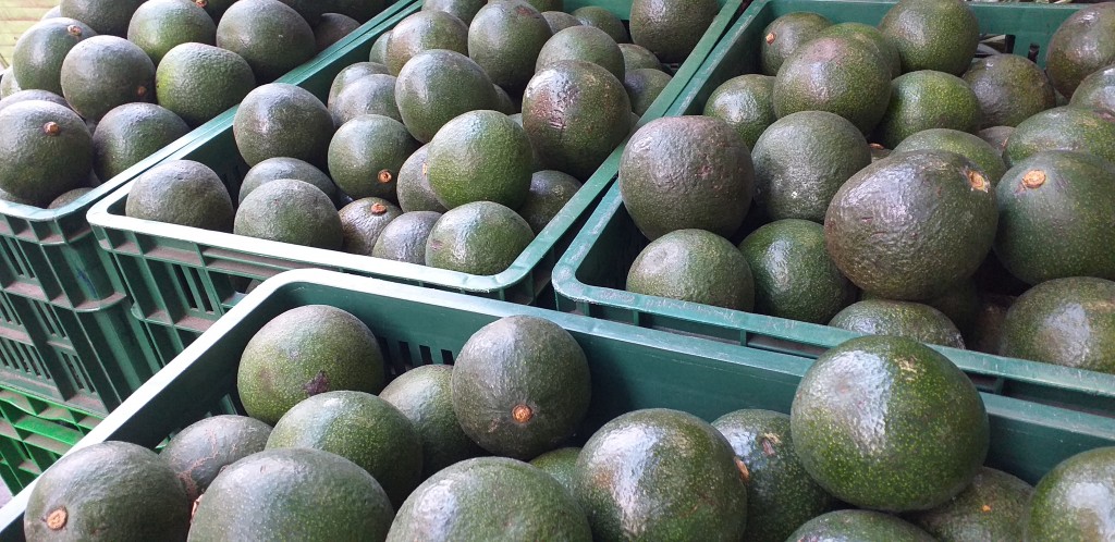 Aguacate reed