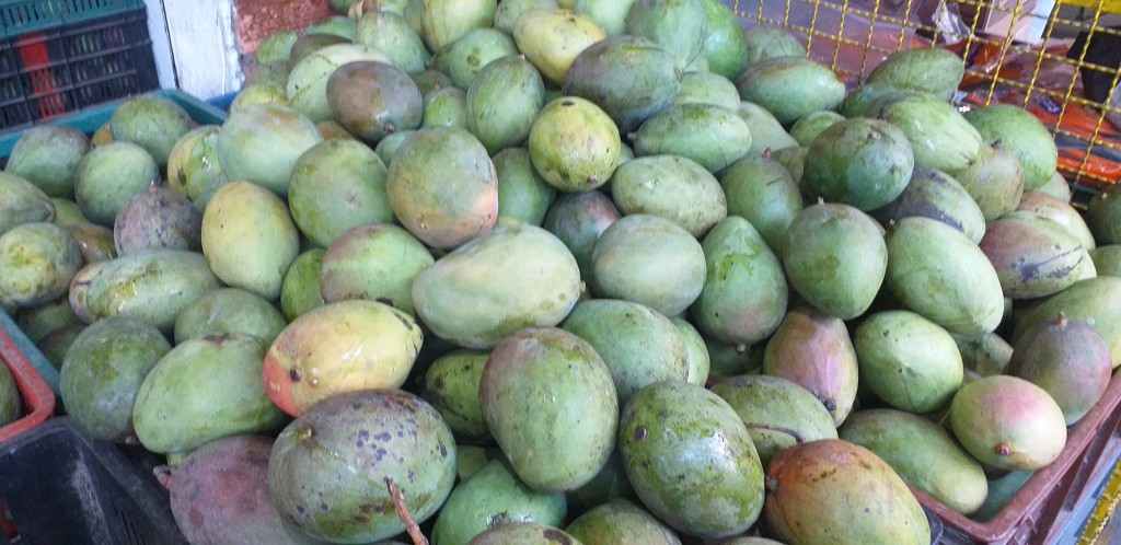 Mango tommy verde