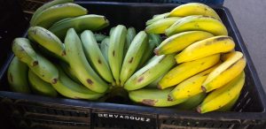 Banano criollo