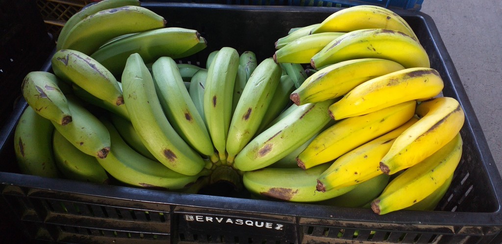 Banano criollo