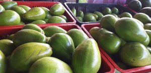 Aguacate papelillo
