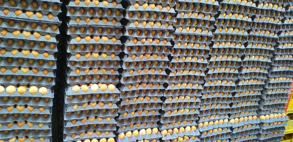 Huevos tipo AAA