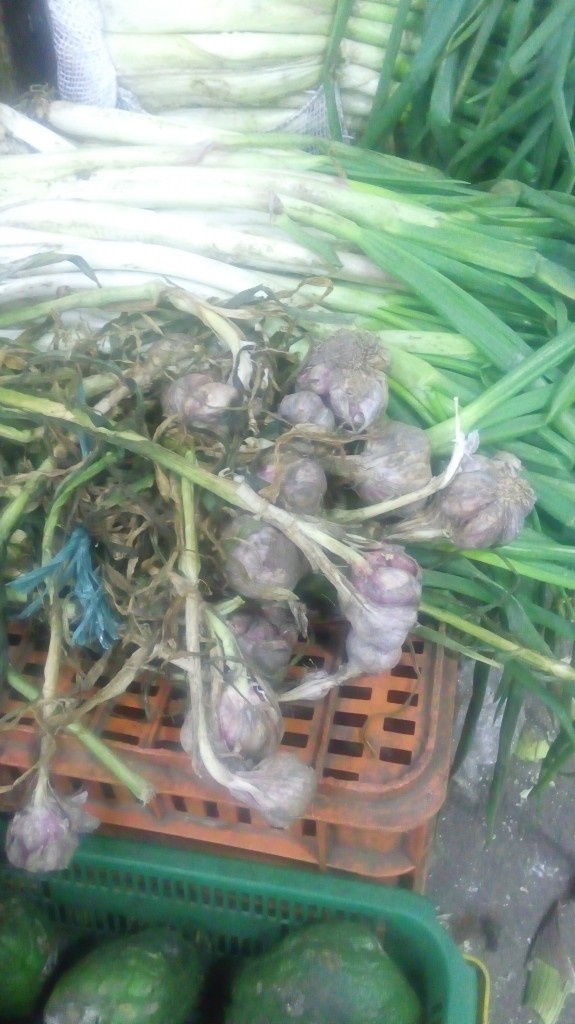 Ajó en rama