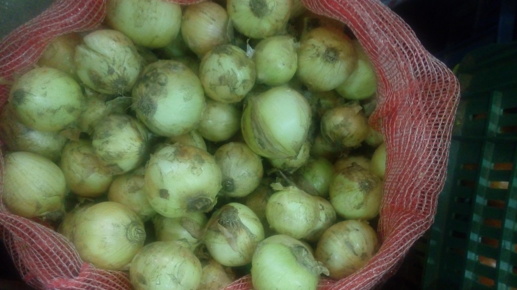 Cebolla cabezona fina