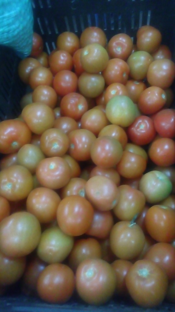 Tomate chonto de primera