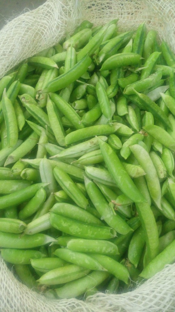 Habichuelas