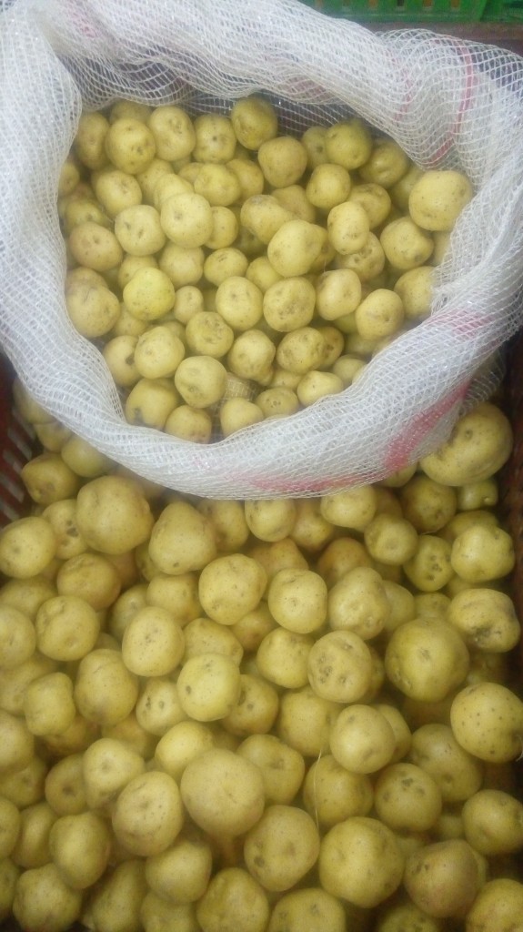 Papa criolla gruesa