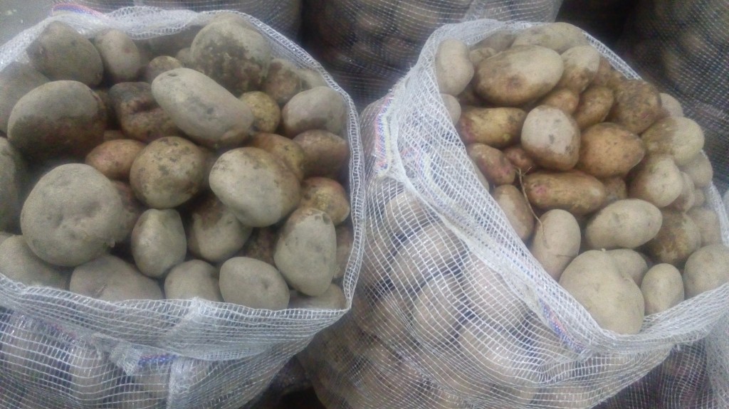 Papa pastusa de primera