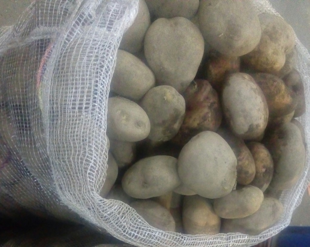 Papa pastusa de primera
