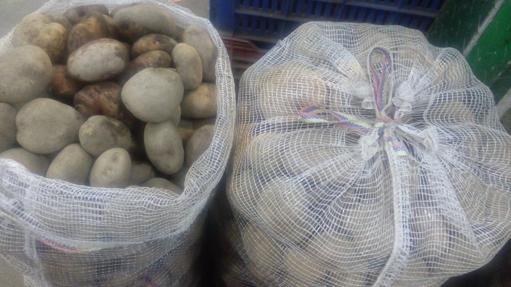 Papa pastusa fina