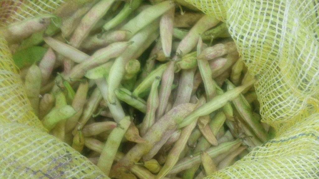 Frijol en cáscara