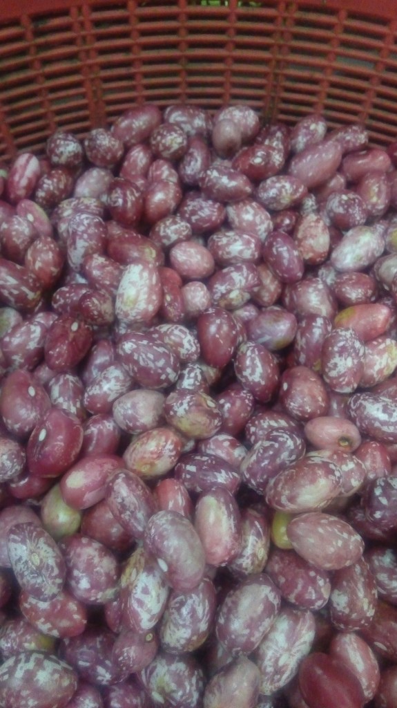 Frijol