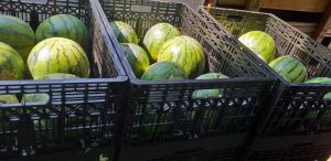 Sandia baby
