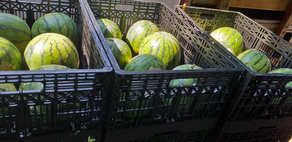 Sandia baby