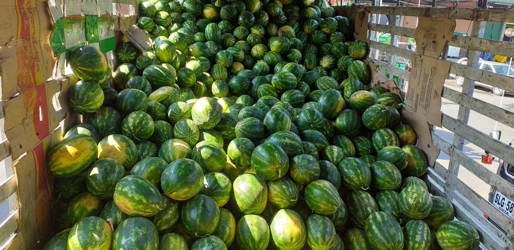 Sandia delgada