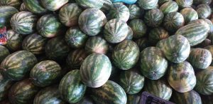Sandia gruesa