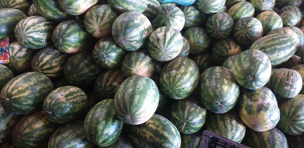 Sandia gruesa
