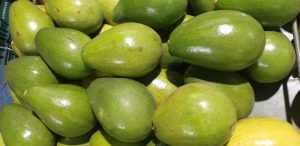 Aguacate papelillo