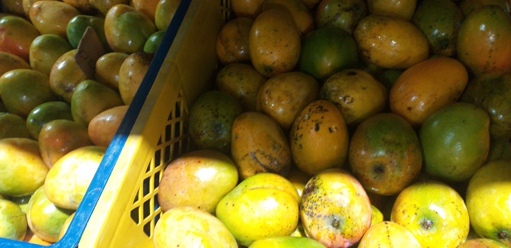 Mango criollo