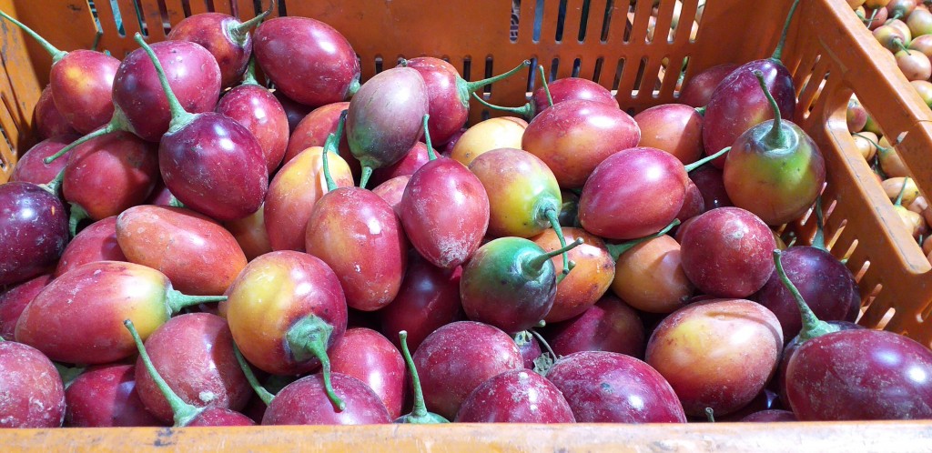 Tomate injerto