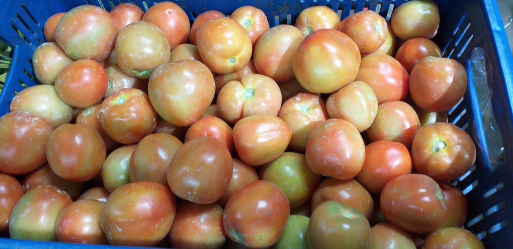 Tomate chonto extra