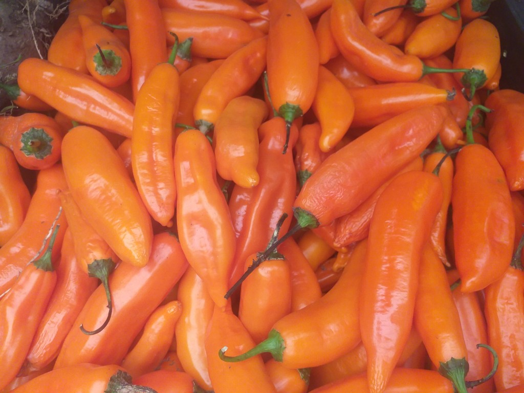 Aji ref peruano