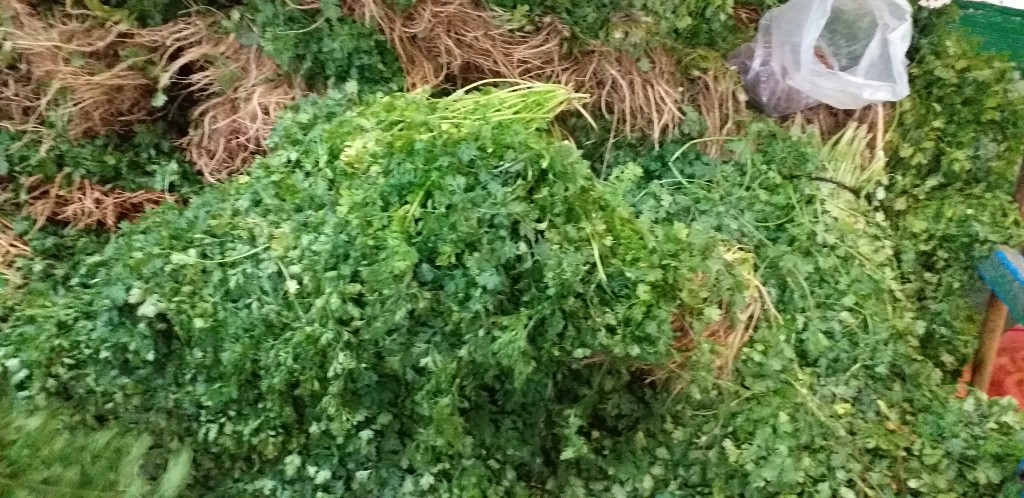 Cilantro