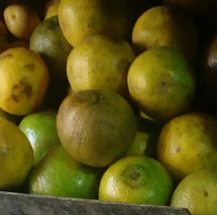 Naranja común