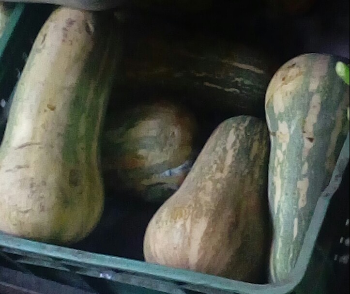 Ahuyama sapayo