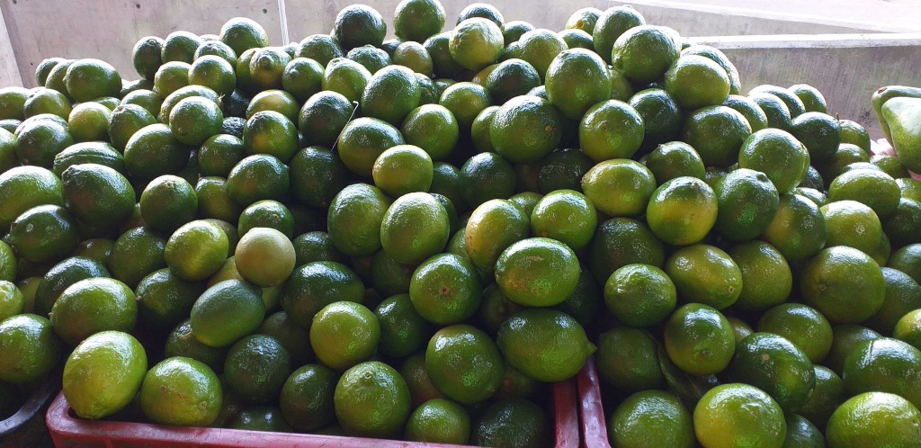 Limon tahiti encerado