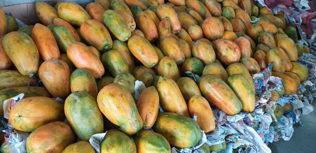 Papaya costeña gruesa