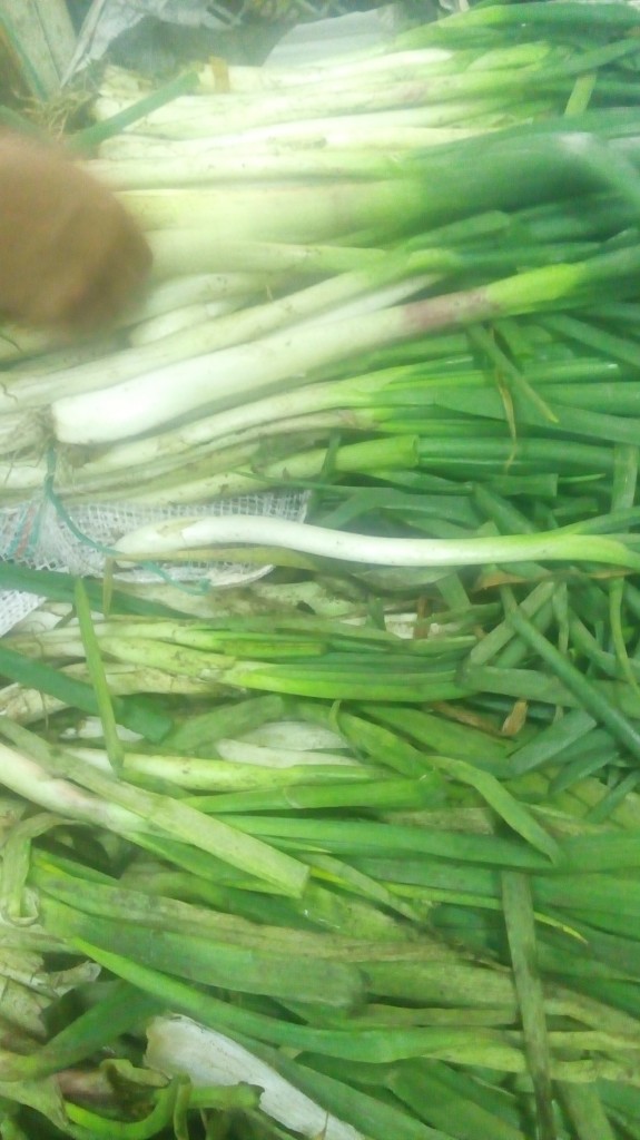 Cebolla larga fina