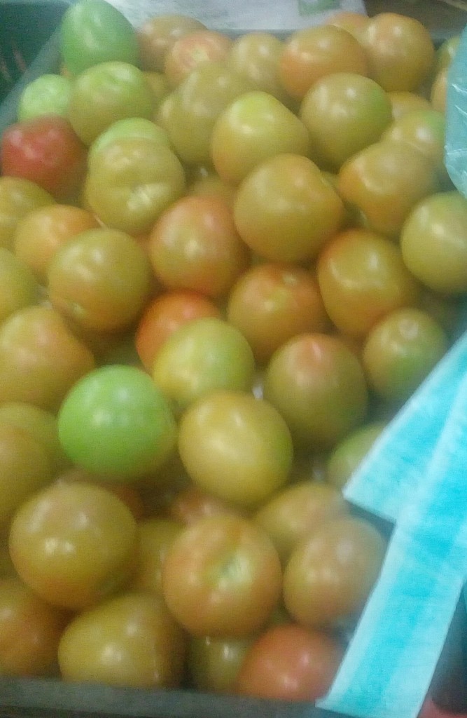 Tomate chonto de segunda