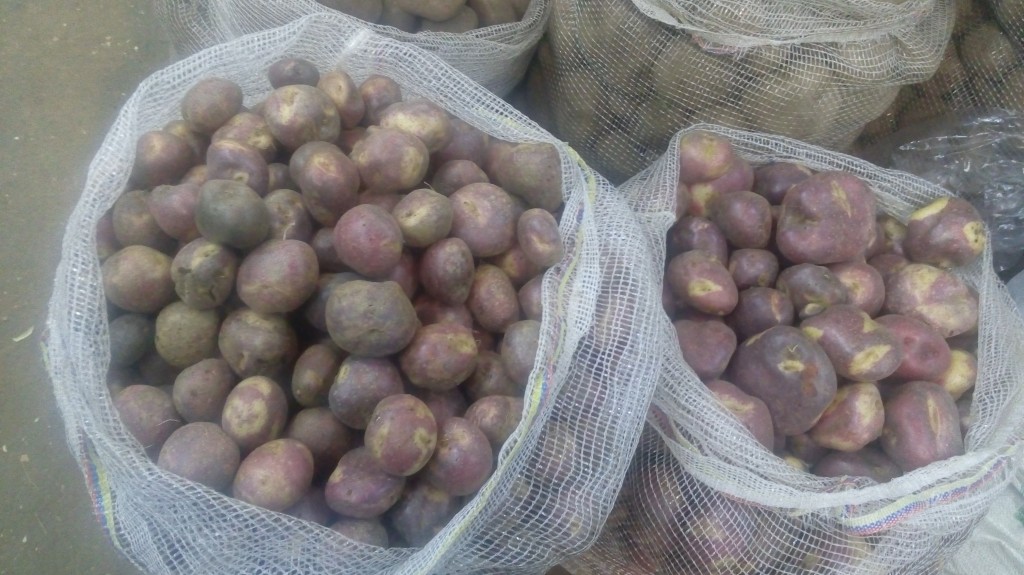 Papa sabanera gruesa