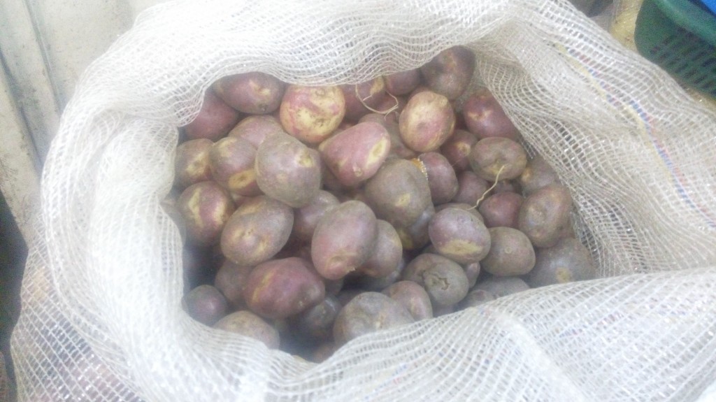 Papa Pastusa
