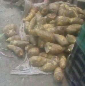 Arracacha