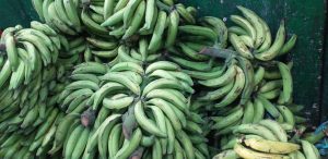 Platano verde