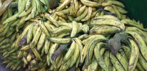 Platano pinton