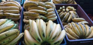 Banano criollo
