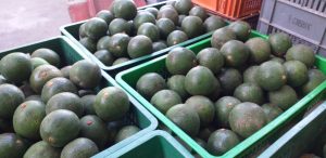 Aguacate reed