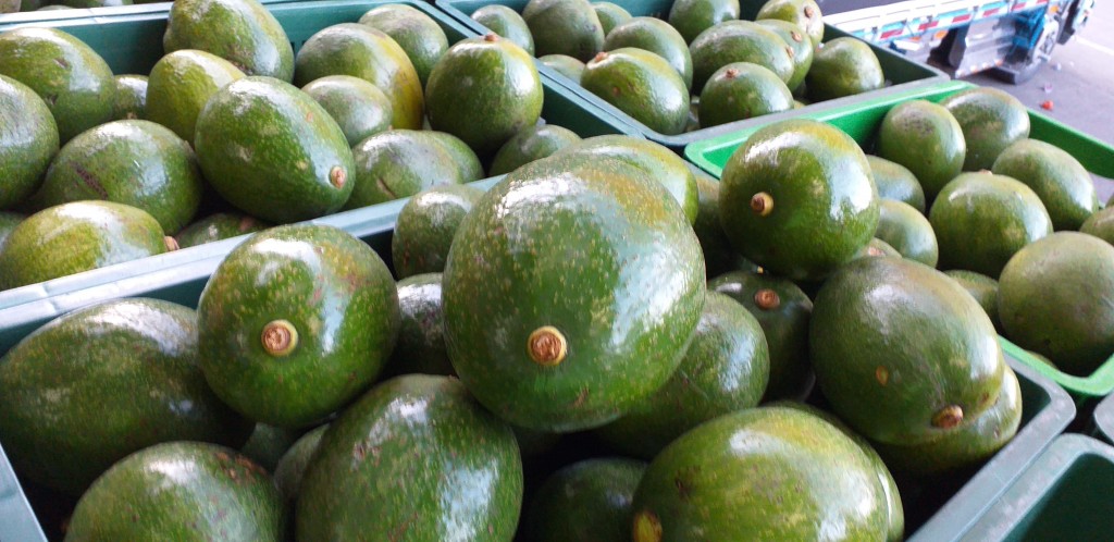 Aguacate choquette