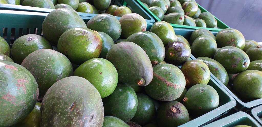 Aguacate colin reed grueso