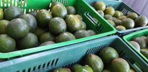Aguacate booth 8