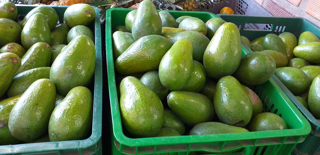 Aguacate criollo