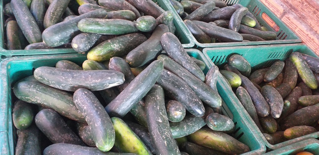 Pepino cohombro