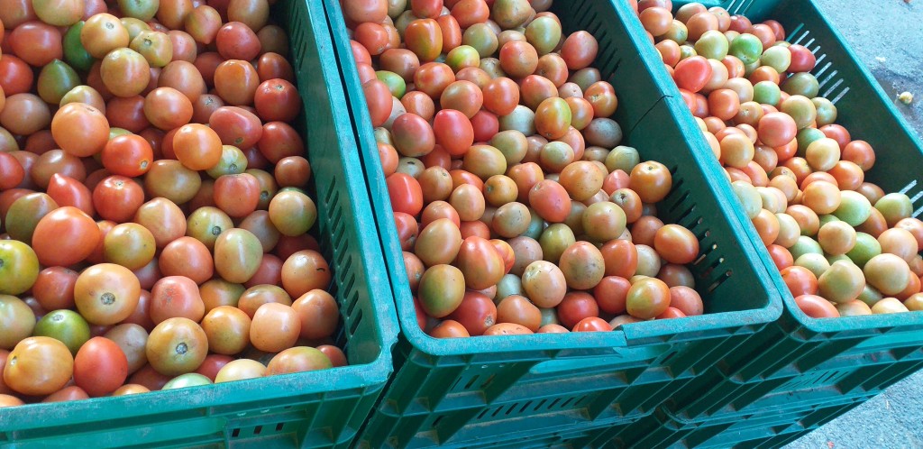 Tomate chonto parejo