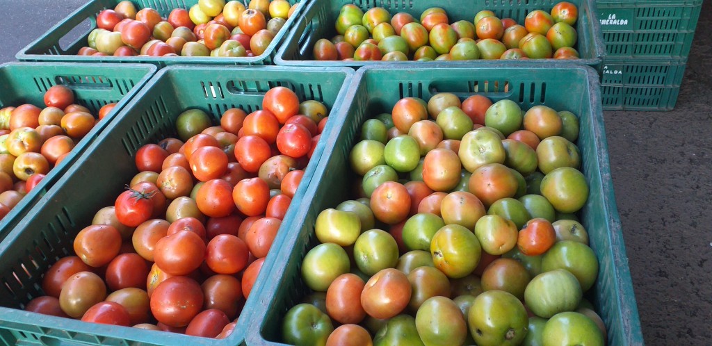 Tomate chonto 2da