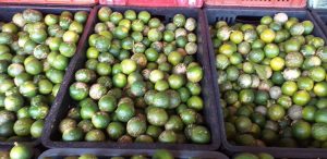 Limon mandarino