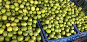 Limon criollo